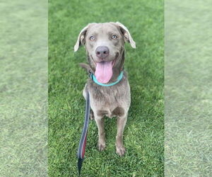 Labmaraner Dogs for adoption in San Diego, CA, USA