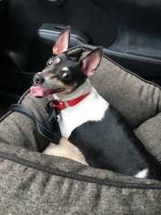 Medium Photo #1 Rat Terrier-Unknown Mix Puppy For Sale in Woodside, NY, USA