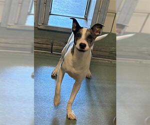 Catahoula Leopard Dog-Labrador Retriever Mix Dogs for adoption in Baytown, TX, USA