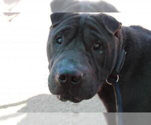 Chinese Shar-Pei Dogs for adoption in Apple Valley, CA, USA