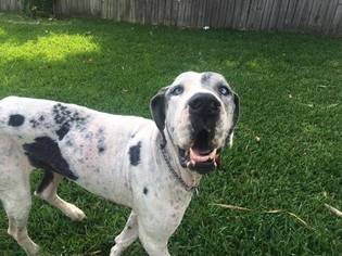 Great Dane Dogs for adoption in Littleton, CO, USA