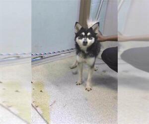 Huskies -Pomeranian Mix Dogs for adoption in Tallahassee, FL, USA