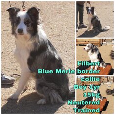Border Collie Dogs for adoption in Seattle, WA, USA