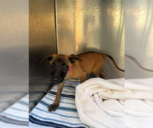 Mutt Dogs for adoption in Moreno Valley, CA, USA