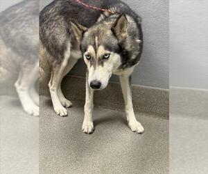 Siberian Husky-Unknown Mix Dogs for adoption in Las Vegas, NV, USA