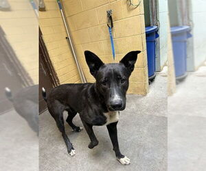 German Shepherd Dog Dogs for adoption in Stockton, CA, USA