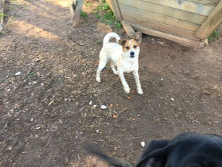 Mutt Dogs for adoption in Locust Grove, GA, USA