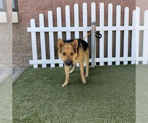 German Shepherd Dog Dogs for adoption in Modesto, CA, USA