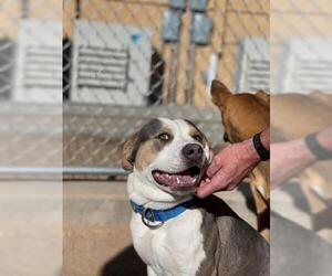 American Pit Bull Terrier Dogs for adoption in Globe, AZ, USA