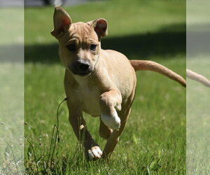 Shepradors Dogs for adoption in Mechanicsburg, PA, USA