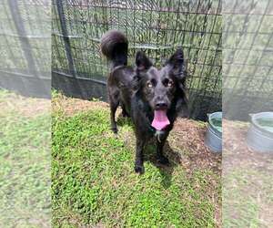 Mutt Dogs for adoption in Abbeville, LA, USA