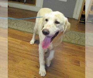 Great Pyrenees Dogs for adoption in Fayetteville, TN, USA