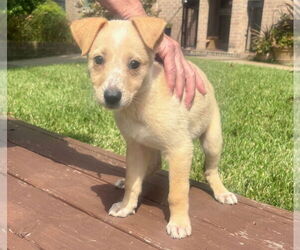 Dutch Shepherd -Labrador Retriever Mix Dogs for adoption in Lakewood, CO, USA