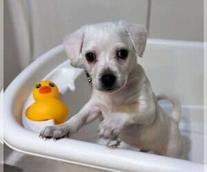 Mutt Dogs for adoption in New London, WI, USA