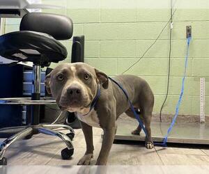 Staffordshire Bull Terrier-Unknown Mix Dogs for adoption in Grand Prairie, TX, USA