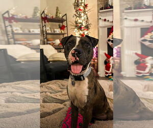 American Staffordshire Terrier-Catahoula Leopard Dog Mix Dogs for adoption in Holly Springs, NC, USA