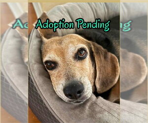 Beagle Dogs for adoption in Dunnellon, FL, USA
