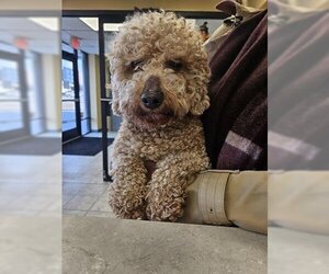 Poodle (Miniature) Dogs for adoption in Norfolk, VA, USA