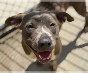 American Pit Bull Terrier-Unknown Mix Dogs for adoption in Tulsa, OK, USA