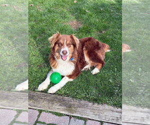 Australian Shepherd-Unknown Mix Dogs for adoption in Springdale, PA, USA