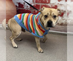 American Pit Bull Terrier-Unknown Mix Dogs for adoption in San Bernardino, CA, USA
