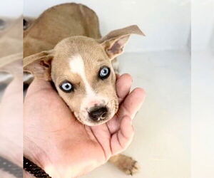 Black Mouth Cur-Unknown Mix Dogs for adoption in Houston, TX, USA