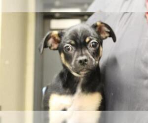 Daug Dogs for adoption in Modesto, CA, USA