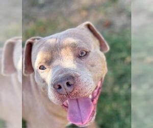American Pit Bull Terrier Dogs for adoption in Tulsa, OK, USA