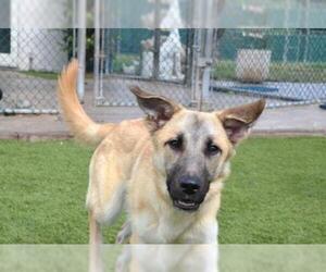 Golden Shepherd Dogs for adoption in Fort Lauderdale, FL, USA