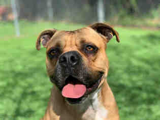 Bull-Boxer Dogs for adoption in Raleigh, NC, USA