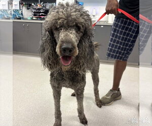 Mutt Dogs for adoption in Washington, DC, USA