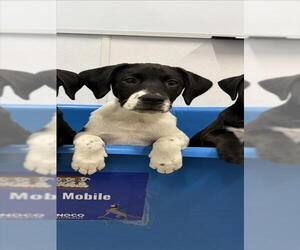 Labrador Retriever Dogs for adoption in Fort Collins, CO, USA