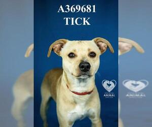 Mutt Dogs for adoption in Stockton, CA, USA