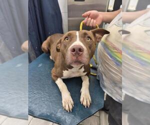 American Bulldog-Unknown Mix Dogs for adoption in Mobile, AL, USA