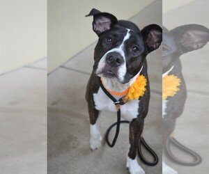 Bullboxer Pit Dogs for adoption in McKinney, TX, USA
