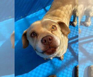 American Pit Bull Terrier-Unknown Mix Dogs for adoption in Calgary, Alberta, Canada