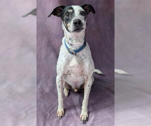 Mutt Dogs for adoption in Frisco, CO, USA