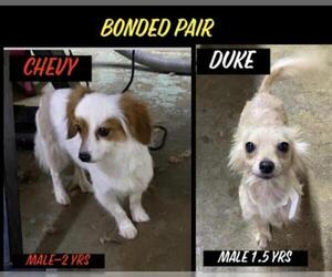 Dameranian Dogs for adoption in Columbia, TN, USA