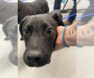 Labrador Retriever-Unknown Mix Dogs for adoption in Waco, TX, USA