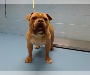 American Pit Bull Terrier-Bulldog Mix Dogs for adoption in Moreno Valley, CA, USA