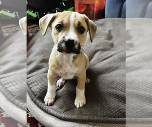 American Pit Bull Terrier-Black Mouth Cur Mix Dogs for adoption in Holly Springs, NC, USA