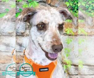 Poodle (Standard)-Retriever  Mix Dogs for adoption in Kennesaw, GA, USA