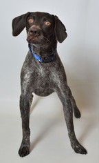 Medium Photo #1 German Shorthaired Pointer Puppy For Sale in Fruit Heights, UT, USA
