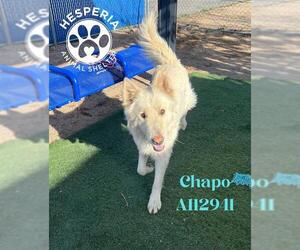 German Shepherd Dog-Unknown Mix Dogs for adoption in HESPERIA, CA, USA