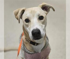 Labrador Retriever-Unknown Mix Dogs for adoption in Bakersfield, CA, USA