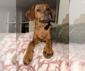 Coonhound-Redbone Coonhound Mix Dogs for adoption in Duluth, MN, USA