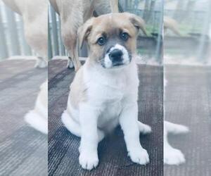 Chinese Shar-Pei-Labrador Retriever Mix Dogs for adoption in Concord, NC, USA