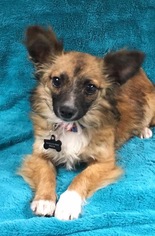 Chiranian Dogs for adoption in Alta Loma, CA, USA