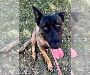 Mutt Dogs for adoption in Sacramento, CA, USA