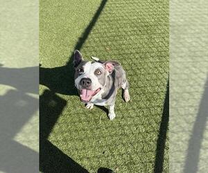 American Pit Bull Terrier Dogs for adoption in Pasadena, TX, USA